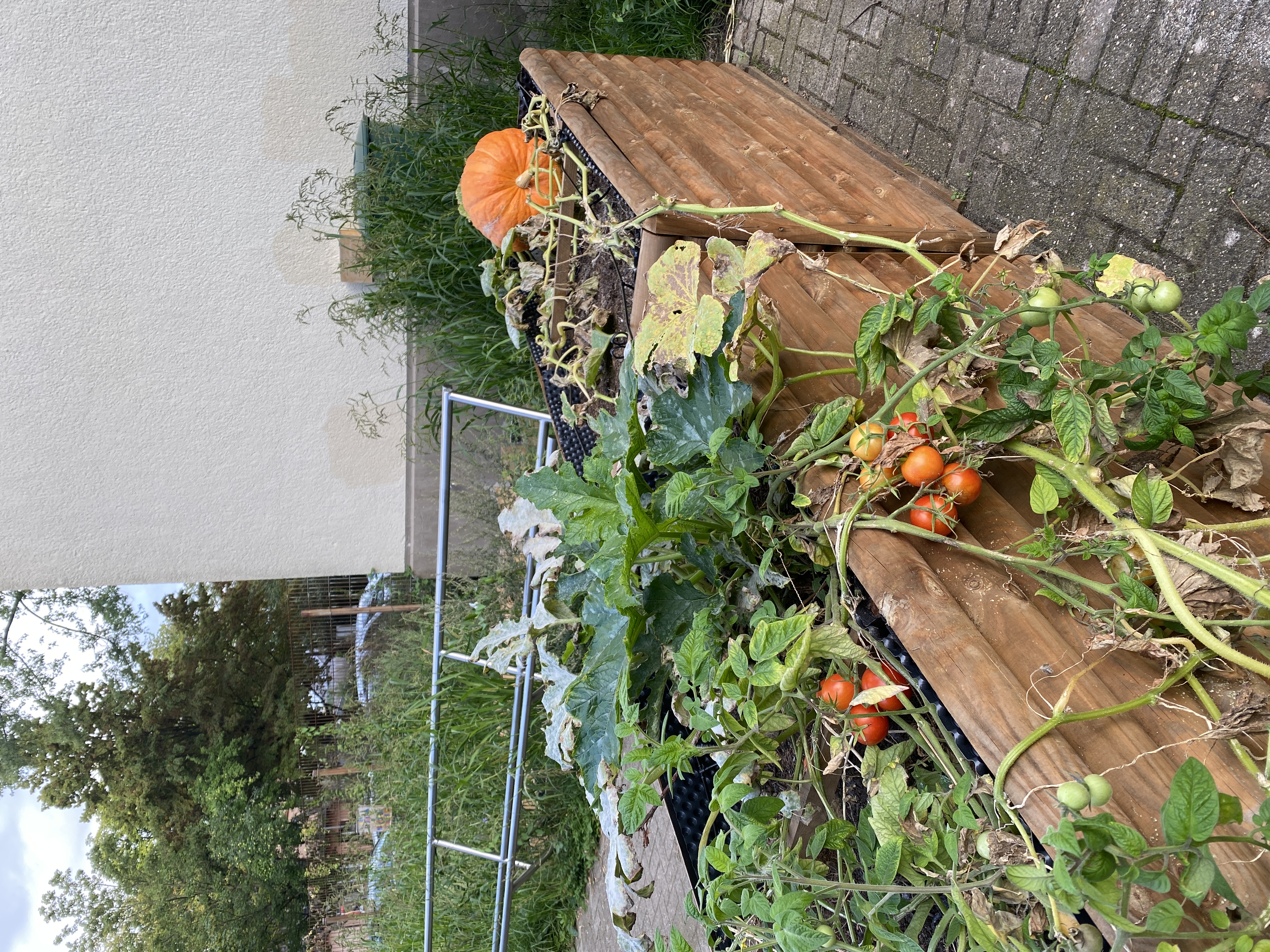 Erste Hochbeete im Schulgarten des THG mit fruchttragenden Kürbis- und Tomatenpflanzen